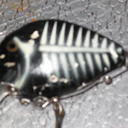 Jack Swanson - @finnchessie - Twitter