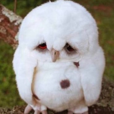 Very small, unhappy baby owl. Awake.