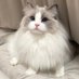 Millie (@dlftjd7277) Twitter profile photo Millie (@dlftjd7277) Twitter profile photo