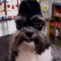 RED Cachorra Burra (@namoradodadeby) 's Twitter Profile