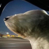 Irishtornado9 (@irishtorna91975) 's Twitter Profile