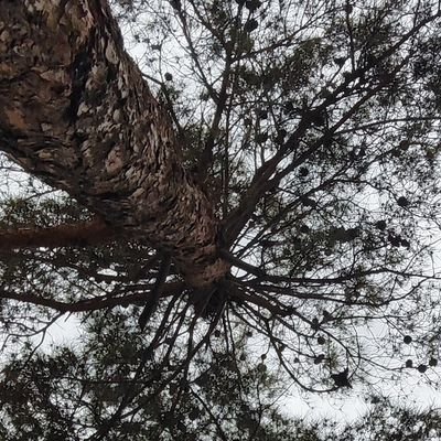 ArdinDokht's profile picture. 