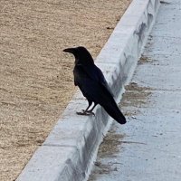 HashAnon (@hashonmymind) 's Twitter Profile