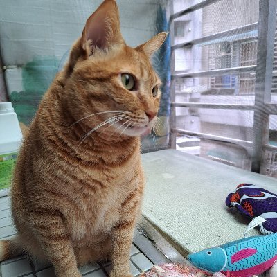 名前：チョビ 年齢：2歳 生年月日：2021年6月12日 性別：女 親友のサラちゃん 新しい友達を作るのが好き♥🇯🇵🇯🇵🇯🇵🌸🌸🐈🐈🍜🍜