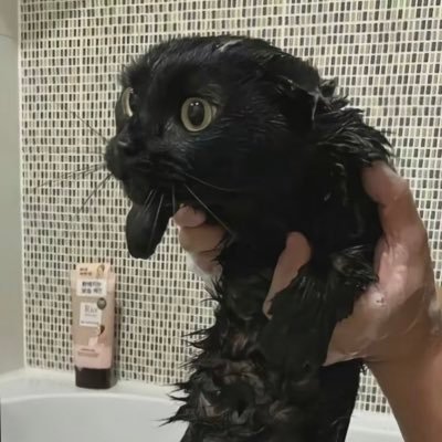 sopping wet cat in bath