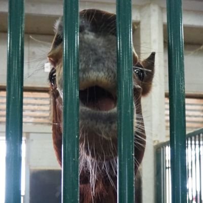 🐴ヴェンジェンスにシゲルジャンボイモは癒し❤引退馬も応援🏇
小さくてゴメン！料理に競馬
Miley Cyrus󾬍Taylor Swift💕
ボンドガール🏇ロードデルレイ🏇アーテルアストレア🏇シュネルラウフェン🏇マスクトディーヴァ推し
鍵垢 NG