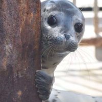 Sealfool1998 (@silentfool2) 's Twitter Profile