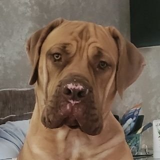 ChngeSpare's profile picture. BJJ Black Belt, Boerboel Owner 
Nike SB Size 13 Hunter - Buy, Sale & Trade!