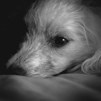 Nature, Landscape, Wildlife, Flowers, Birds, Dogs…...

気まぐれに森の中を彷徨い中。
All the photos are taken by me.
相棒は Sonyのα。SIGMAレンズ愛好会。
※スパムは即ブロック。通報します。