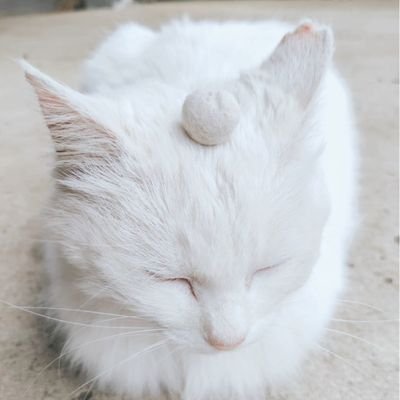 okuriCoin's profile picture. 