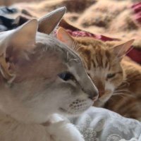 Dolly, Jaffa & Bob(@CornerViewCats) 's Twitter Profile Photo