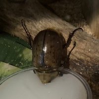 ズー (@zuuuuuuuuuuk) 's Twitter Profile