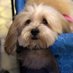 Pam ํธ ๐ถ๐ง (@dog_at_heart) Twitter profile photo Pam ํธ ๐ถ๐ง (@dog_at_heart) Twitter profile photo
