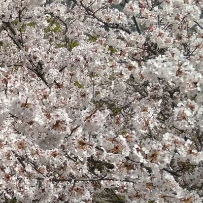 ポインセチアさんのプロフィール画像