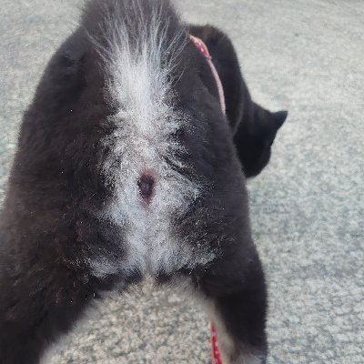 teshio's profile picture. かってにつぶやくことにしました。

三日坊主の筋トレ、ランニングから脱却成功中からの停滞中