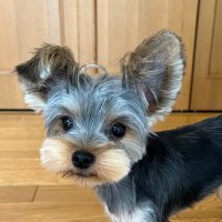 中元綾子 (@nakamotoayako) Twitter profile photo