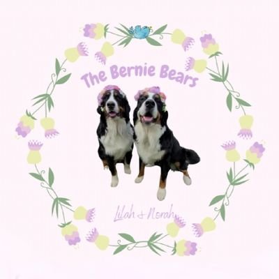 Giving the world a big 🐻 hug
Bernese Mntn Dogs 06.19.22
Obedience and AKC CGC grads
Online Therapy Dogs
Follow us TikTok Insta FB YT
Search theberniebears