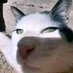 Rampusticus (@rampusticus) Twitter profile photo Rampusticus (@rampusticus) Twitter profile photo