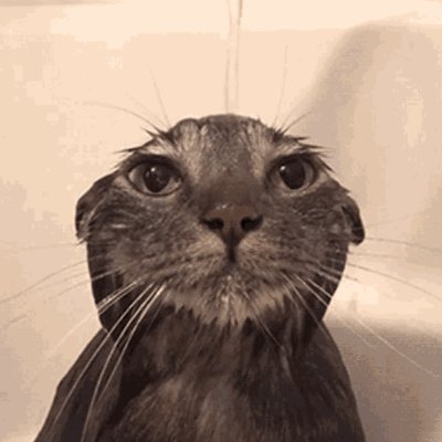 i am wetcat, someone plz get me a towel