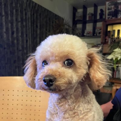 sntomo_dev's profile picture. webエンジニア→現在は医療システムエンジニアとして香川県で活動中です。