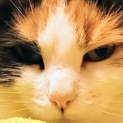 catchatumi Profile Picture