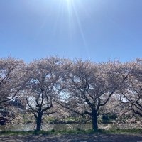 【埼玉県蓮田市】黒浜緑地・友の会 (@uuumineko) Twitter profile photo