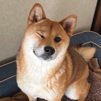 柴犬つくね(どん)(@MeronPa01720383) 's Twitter Profile Photo