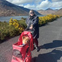 Áine Haughey (@little_aine) 's Twitter Profile