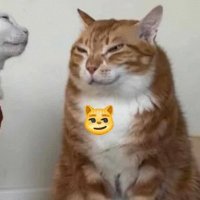meow world(@xzheh1) 's Twitter Profile Photo