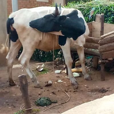 go_greenafr's profile picture. Advocacy for Animal Rights 
Africa must consider plant based diet