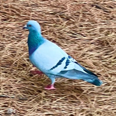 NS2779943482908's profile picture. 地理ヲタ 自転車日本縦断巡検×2 2022/3/24-4/5 2023/10/4-11/3 電車日本縦断巡検2024/7/20-8/1 激戦英単語(2025/10/9-) PikminBloom(2022/2/17-) GoogleMaps localguide(2023-) 伊能忠敬界隈(2004-)