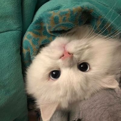 Siriwan73391203's profile picture. Je t'aime