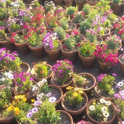 Cuteppl783's profile picture. Aam Pakistani