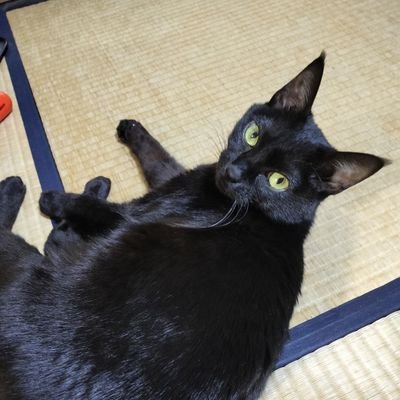 ねこほうくらぶ部員です🐈‍⬛
スマホゲームのシェアが主ですが、ねこほうくらぶ活動も載せます🐈‍⬛