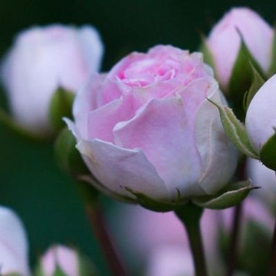 Shaho88733516's profile picture. 