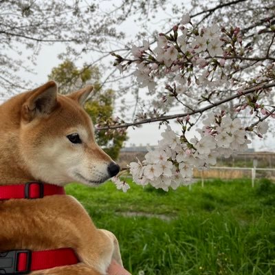 柴犬とゲーム好きのおじさんのつぶやき🐕