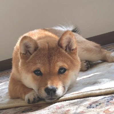 SayakaUbe93144's profile picture. 