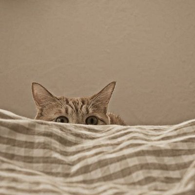 shematchaa's profile picture. 