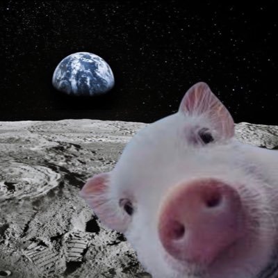 $thomas solana’s OG pig, CTO, official page: @thomasdapig_sol #oink