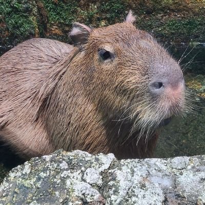 tarotaro_takoro's profile picture. 神大 3年 法×法   アイスホッケー部所属／りえ高2年／アニメ、声優、特撮、ホロライブ、あおぎり高校、VTuber好きな大学生
   ウルトラマンカードゲームの初心者リーガー
11月14日 イナイレ始動