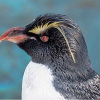 ペンギン (@pengin_3_) 's Twitter Profile