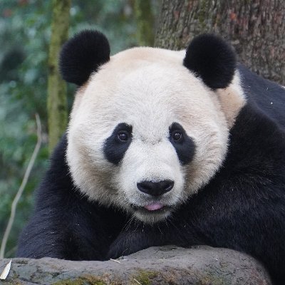 #3 cub of Mei Xiang & Tian Tian. Brother of Tai Shan, Bao Bao, & Xiao Qi Ji. Foodie. Handypanda. Making the pandcestors proud! Pics by Alex @mypandatours