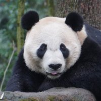 Bei Bei Panda(@BeiBeiPanda3) 's Twitter Profile Photo