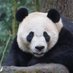 Bei Bei Panda (@BeiBeiPanda3) Twitter profile photo