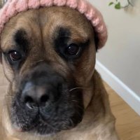 mastiff wif hat (@mwifsol) 's Twitter Profile
