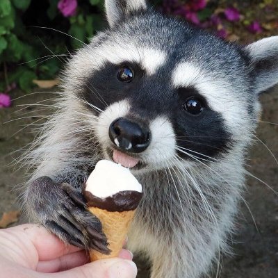 SundaeAd's profile picture. 21 | Bi? | Trash Panda | He/him ❤️