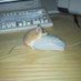LILY PEE (@chittering_rat) Twitter profile photo LILY PEE (@chittering_rat) Twitter profile photo