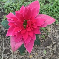 Trisha (@trishachandra15) 's Twitter Profile Photo