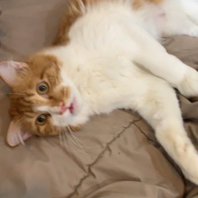 maewnahtung's profile picture. 