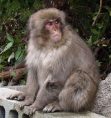 HighIshikiSaru's profile picture. 早稲猿大学/国際政治経済学部/就活/外資系コンサル内定者/アントレプレナーシップ/考えるよりまず行動/投資サークルMonkeyBrain代表/TOEIC930/日本を元気にしていきます！！